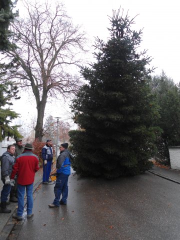 Christbaum 2011